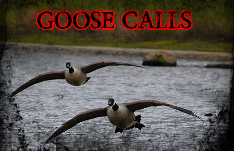goose-calls